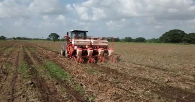 Más de 35 mil hectáreas de maíz y sorgo serán sembradas en Guárico