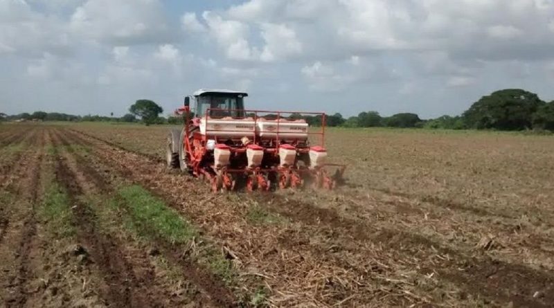 Más de 35 mil hectáreas de maíz y sorgo serán sembradas en Guárico