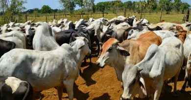 Expo Guárico Potencia dará a conocer potencialidades locales