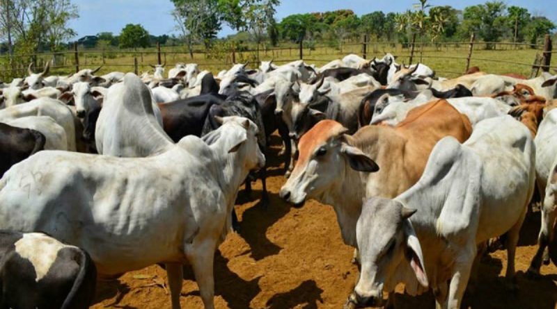Expo Guárico Potencia dará a conocer potencialidades locales