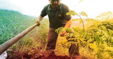 Presidente Maduro en el Día del Campesino: Trabajadores del campo fomentan desarrollo agrario del país