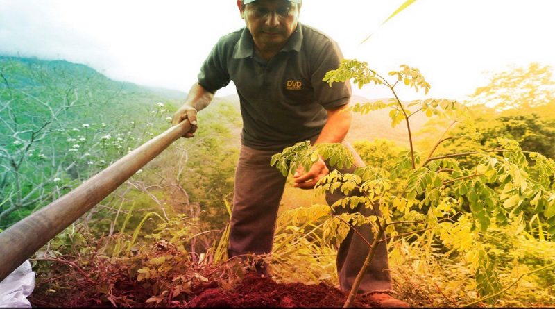 Presidente Maduro en el Día del Campesino: Trabajadores del campo fomentan desarrollo agrario del país