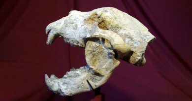 Cráneo y mandíbula de un arctotherium angustidens, hallados en San Pedro, provincia de Buenos Aires (Argentina), en enero del 2019. (Agencia CTyS- UNLaM)