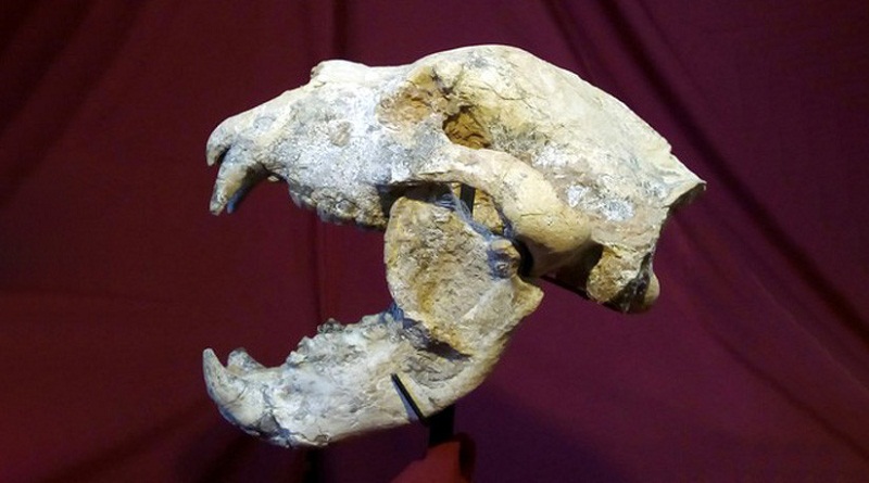 Cráneo y mandíbula de un arctotherium angustidens, hallados en San Pedro, provincia de Buenos Aires (Argentina), en enero del 2019. (Agencia CTyS- UNLaM)