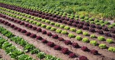 Gobierno Bolivariano incentiva la actividad agrícola nacional