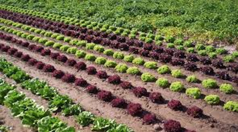 Gobierno Bolivariano incentiva la actividad agrícola nacional