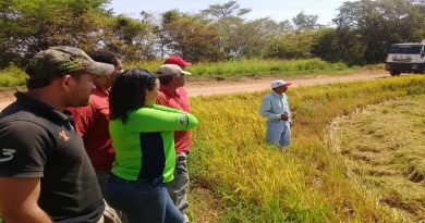 Semillas de arroz con experiencia de Vietnam (Foto Empresa de Riego Río Guárico)