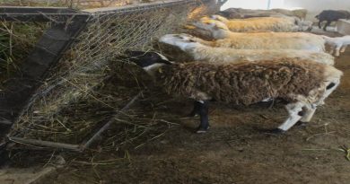 Complejo ovino y caprino venezolano posee proyectos con más miras a convertirse en el más grande de Latinoamérica