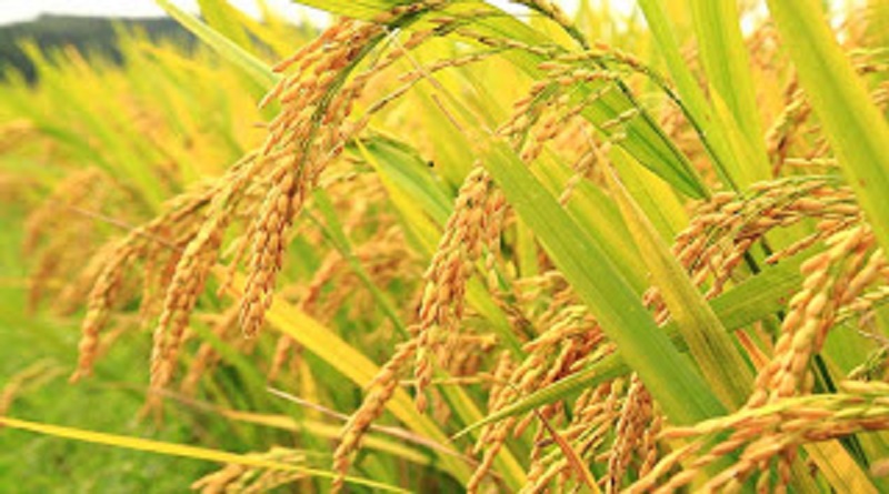 Monagas lista para cosechar 800 hectáreas de soya y 1.200 ha de maíz