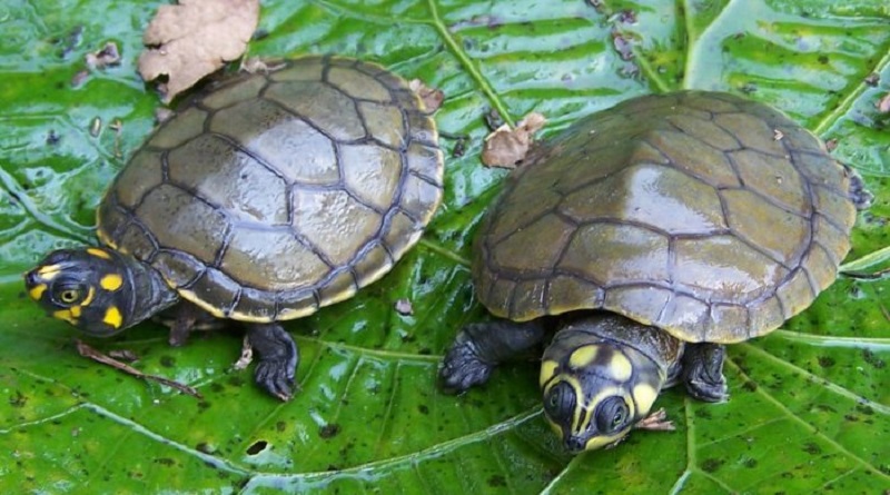 Liberarán más de 2 mil caimanes del Orinoco y tortugas Arrau en Apure