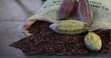 Cuatro comunidades de Barlovento reciben Denominación de Origen Controlado para producción de cacao