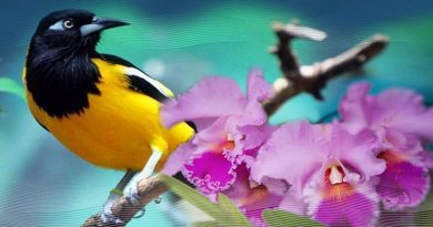 Venezuela celebra Día de la Flor y el Ave Nacional