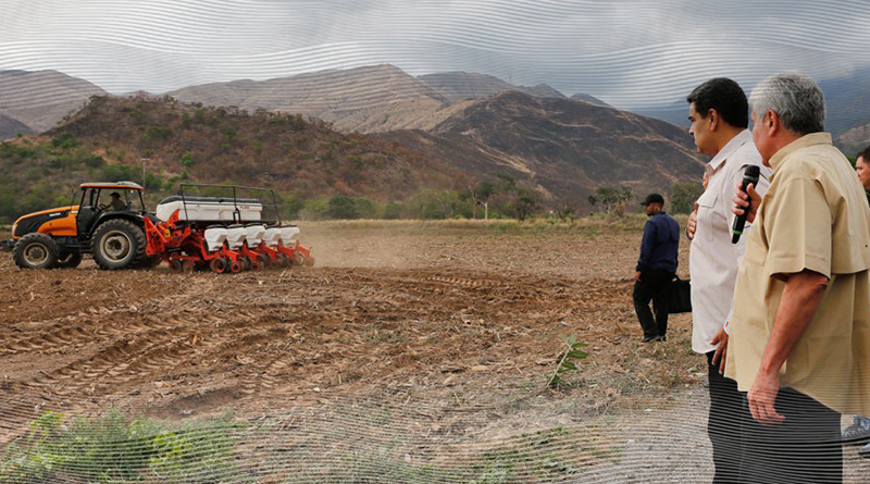 Impulsan producción agrícola de cereales en más de 1750 hectáreas de la Unidad Cacique Yare en Aragua