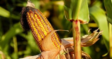 Agrofanb sembrará mil hectáreas para reproducir semillas de maíz