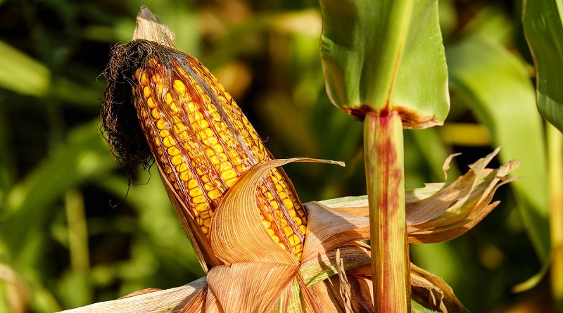 Agrofanb sembrará mil hectáreas para reproducir semillas de maíz