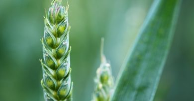 Más de 100 mil hectáreas de cereales sembrarán productores guariqueños