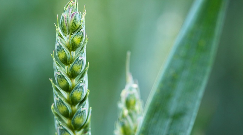 Más de 100 mil hectáreas de cereales sembrarán productores guariqueños