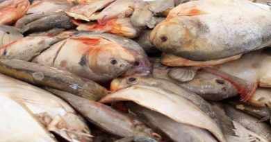 Feria del pescado distribuye semanalmente 8000 kilos de proteína