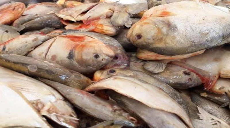 Feria del pescado distribuye semanalmente 8000 kilos de proteína