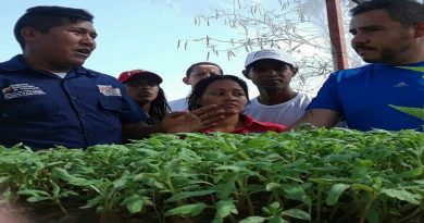 Siembran media hectárea de maíz en Anzoátegui