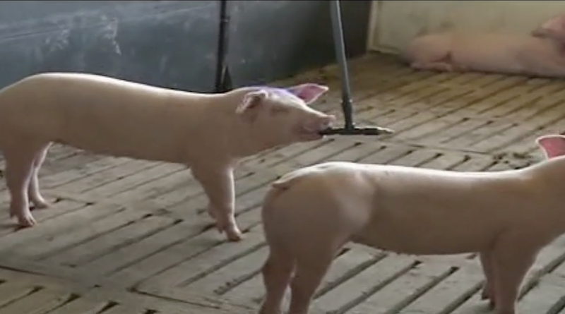 Complejo Agroindustrial Batalla de Santa Inés cebará 10 mil cerdos para Plan Pernil en navidades
