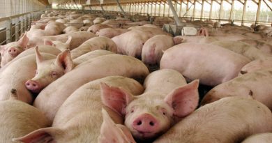 Autoridades evalúan mecanismos para potenciar capacidades productivas del sector porcino en Táchira