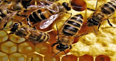 Las abejas son capaces de relacionar símbolos y números