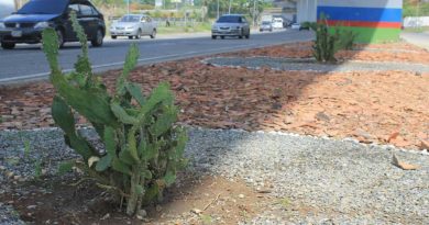 Misión Venezuela Bella registra en Guarenas avance de 60% de labores en paisajismo