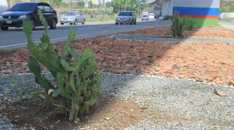 Misión Venezuela Bella registra en Guarenas avance de 60% de labores en paisajismo
