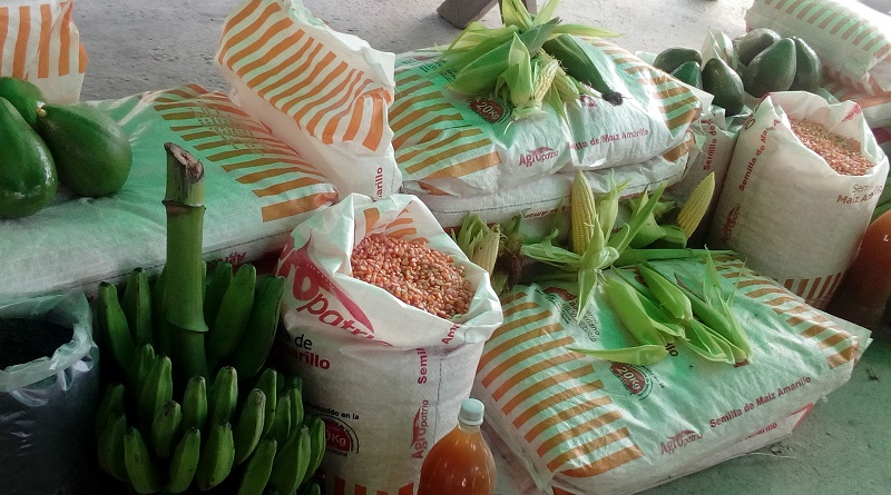 Incentivan producción de conucos comunidades de Falcón