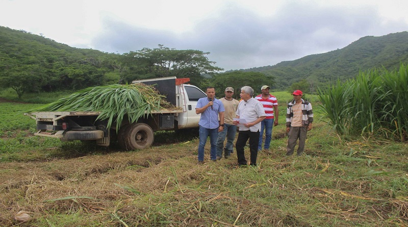Finca El Encanto en Lara impulsa la producción de caraotas, leguminosas y pasto
