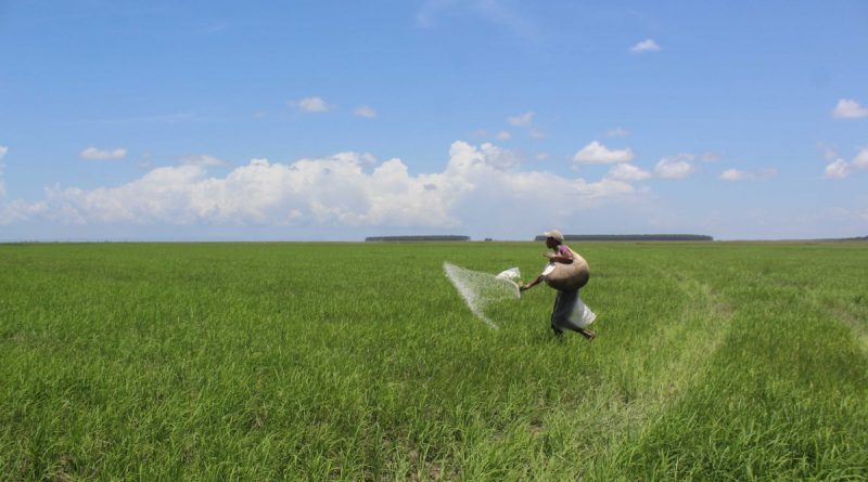 Al menos 700.000 hectáreas pueden ser incorporadas a la producción de arroz en Monagas