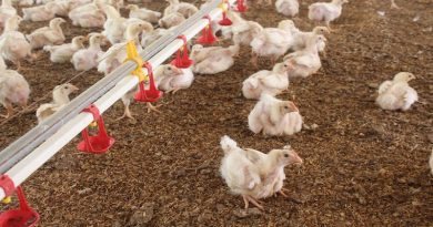 Avícola El Alba La Tigrera en Portuguesa produce más de 15 mil huevos diarios