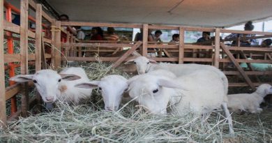 Este domingo culmina la II Feria Ovina y Caprina Barquisimeto 2019