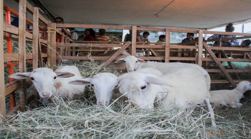 Este domingo culmina la II Feria Ovina y Caprina Barquisimeto 2019