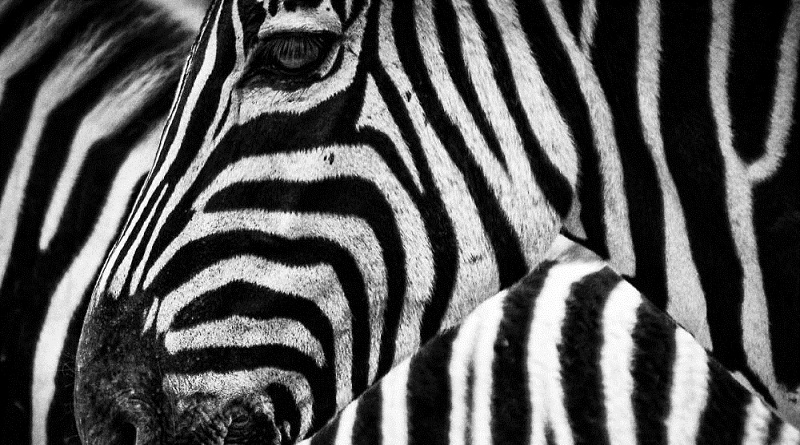 Un fotógrafo en Tanzania logra captar una cebra ¿con dos cabezas?