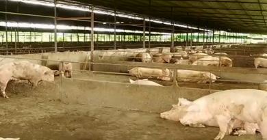 Guárico produce 297 mil cerdos para el Plan Nacional Porcino