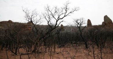 Disminuyen focos activos de incendios en la Amazonía boliviana de 8.000 a 753