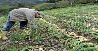 Frente de Izquierda Revolucionario Alberto Müller Rojas impulsa producción agroalimentaria