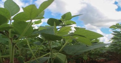 Universidad Politécnica Territorial Alonso Gamero en Falcón cultiva soya para alimentar rebaños