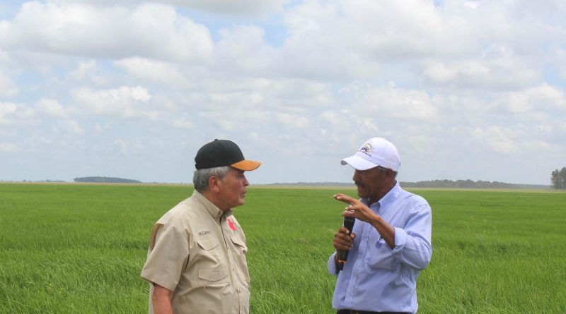 Siembra de 1.475 hectáreas de arroz en Finca Santa Clara de Monagas apuesta a satisfacer necesidades del pueblo  