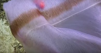 Detectan una medusa Deepstaria que se convirtió en una mancha traslúcida