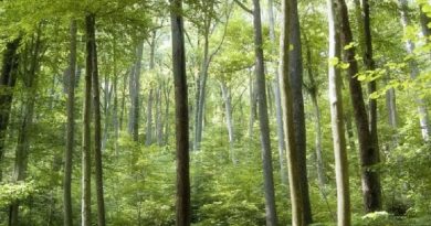 Planta que mata células de cáncer se encuentra en el Amazonas