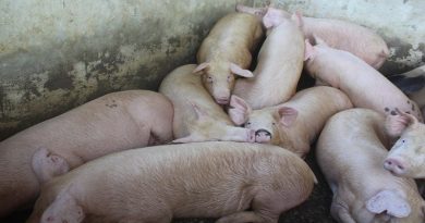 Con alrededor de 1.100 animales cuenta la Hacienda Paso Viejo en Sucre