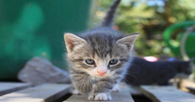 Realizan en China la primera clonación animal comercial