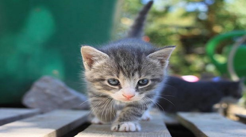 Realizan en China la primera clonación animal comercial