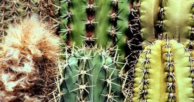 Avanza protección de especies en peligro de extinción en Miranda y Aragua