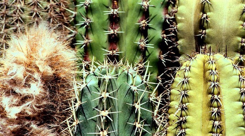 Avanza protección de especies en peligro de extinción en Miranda y Aragua