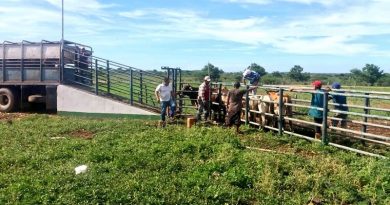 Unidades de Producción Socialista trabajan el desarrollo de un plan genético en el estado Lara