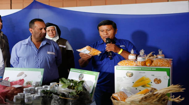 Más de dos mil campesinos cultivan con éxito semillas de maíz en Valle de Guanape de Anzoátegui